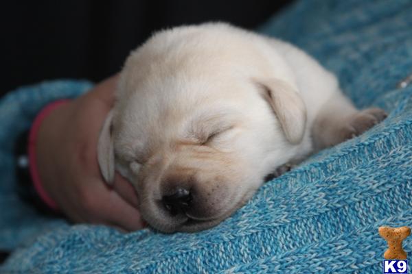 Puppies in MN